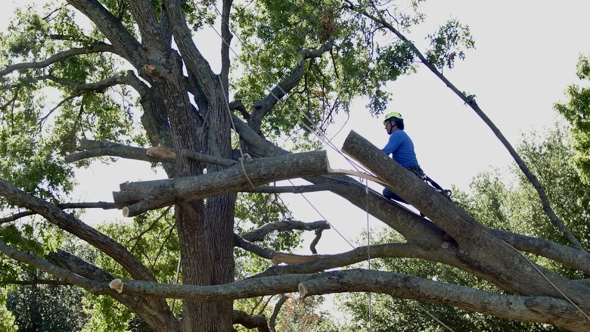 Professional Crown Thinning performed by certified arborists in Westbrook